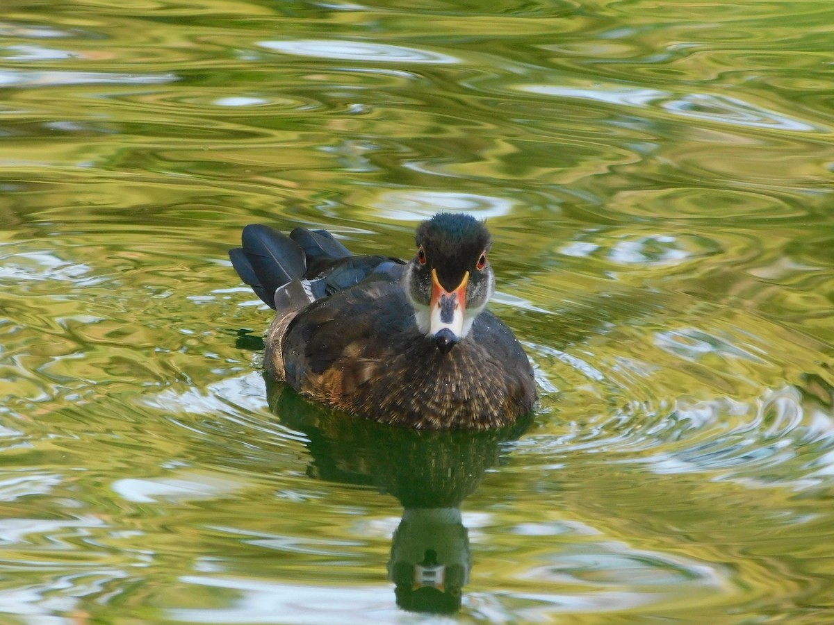 Wood Duck - ML620381261