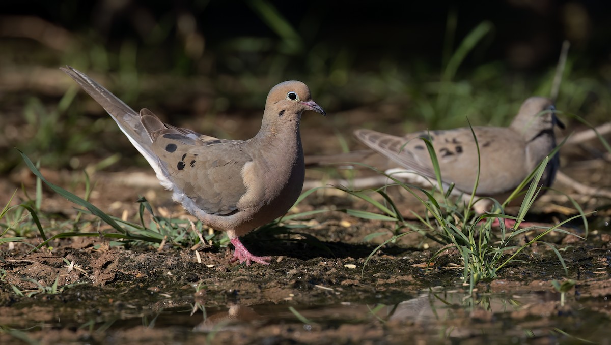 Mourning Dove - ML620381262