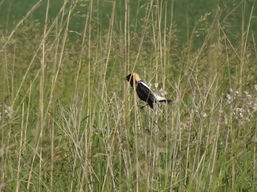 bobolink - ML620381263