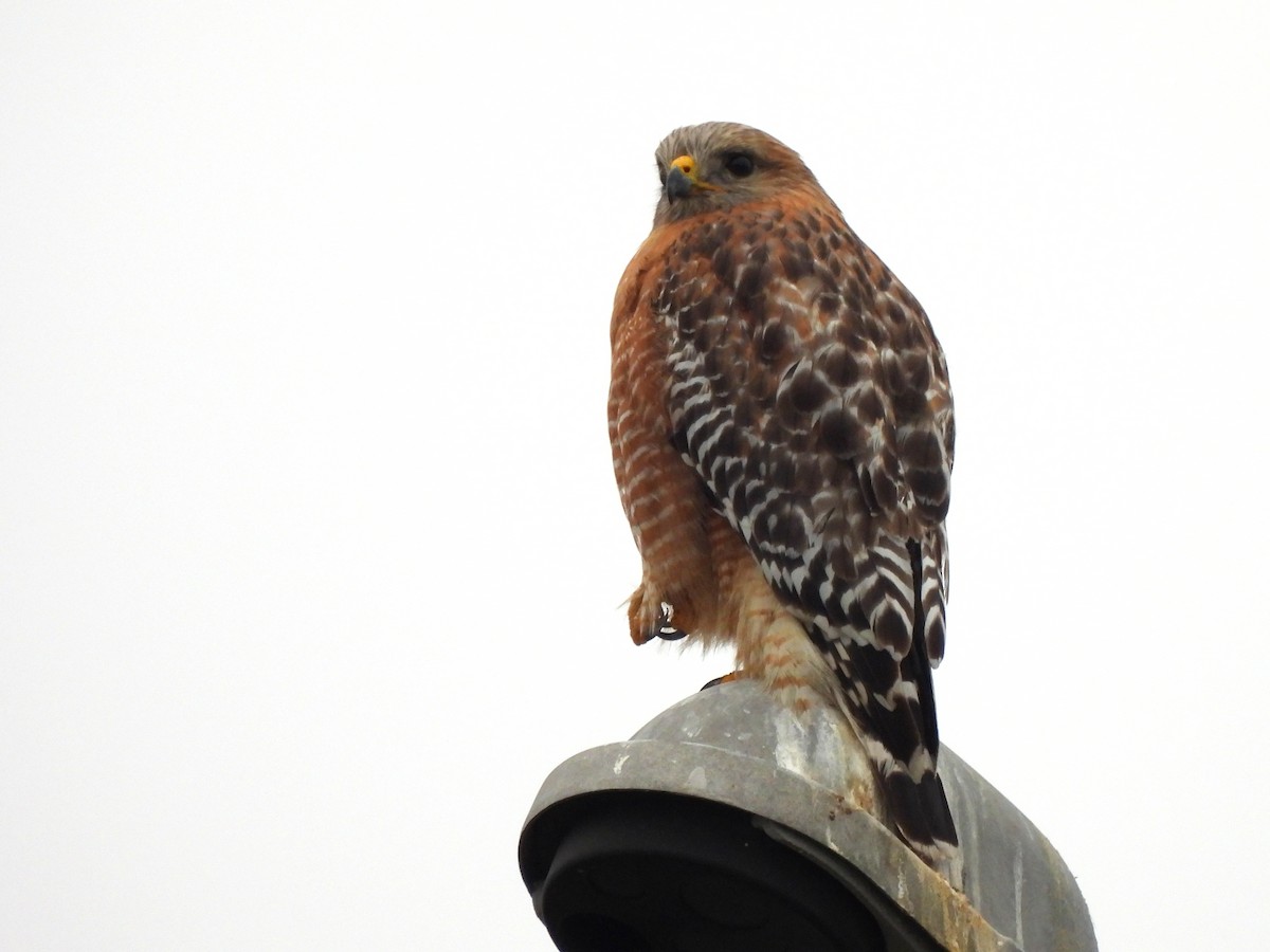 Red-shouldered Hawk - ML620381272