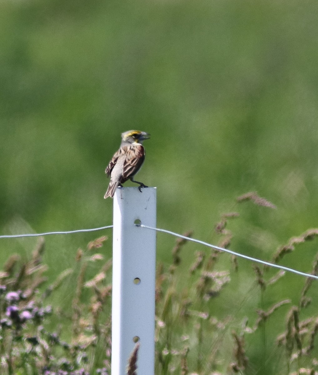 Dickcissel - ML620381276