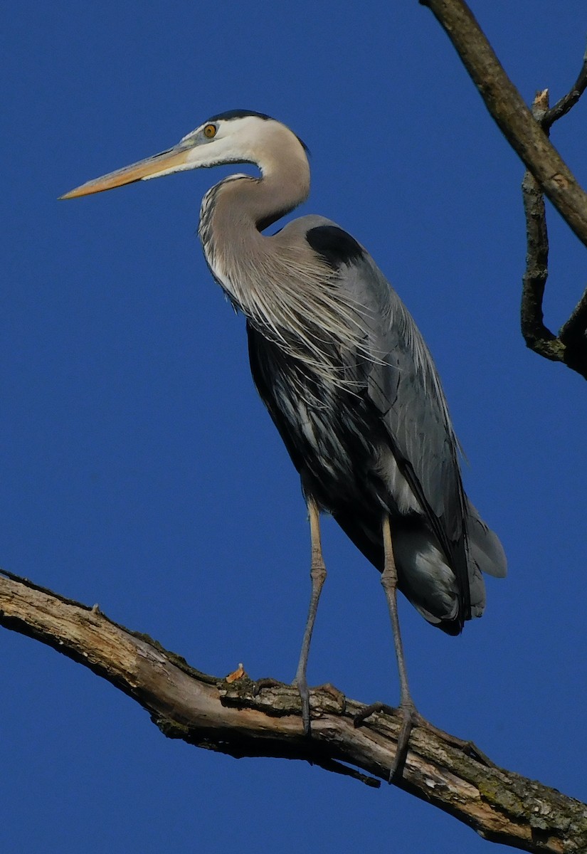 Great Blue Heron - ML620381288