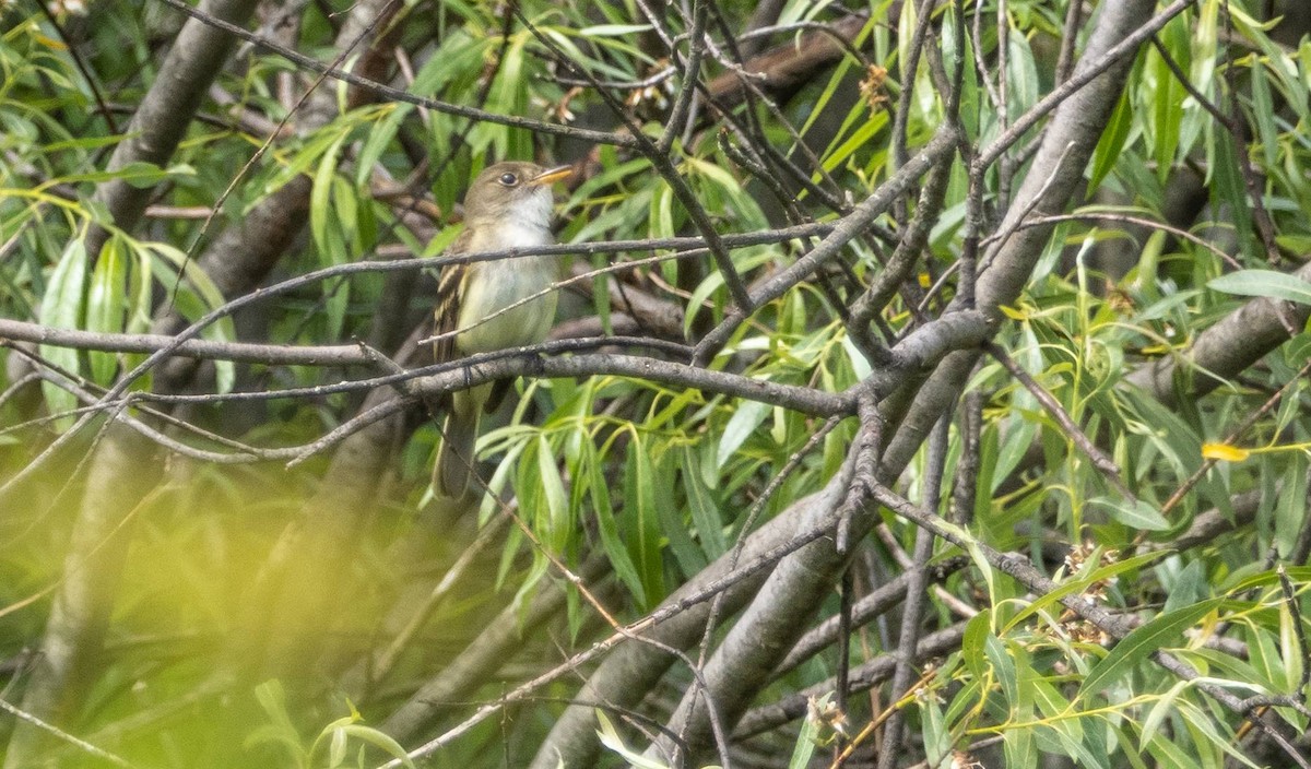 Alder Flycatcher - ML620381300