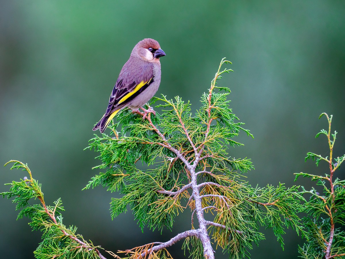 Arabian Grosbeak - ML620381303