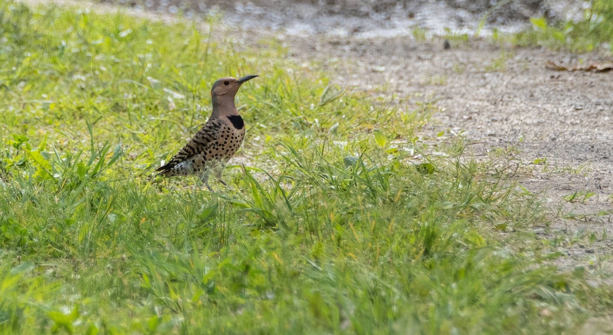 Northern Flicker - ML620381305