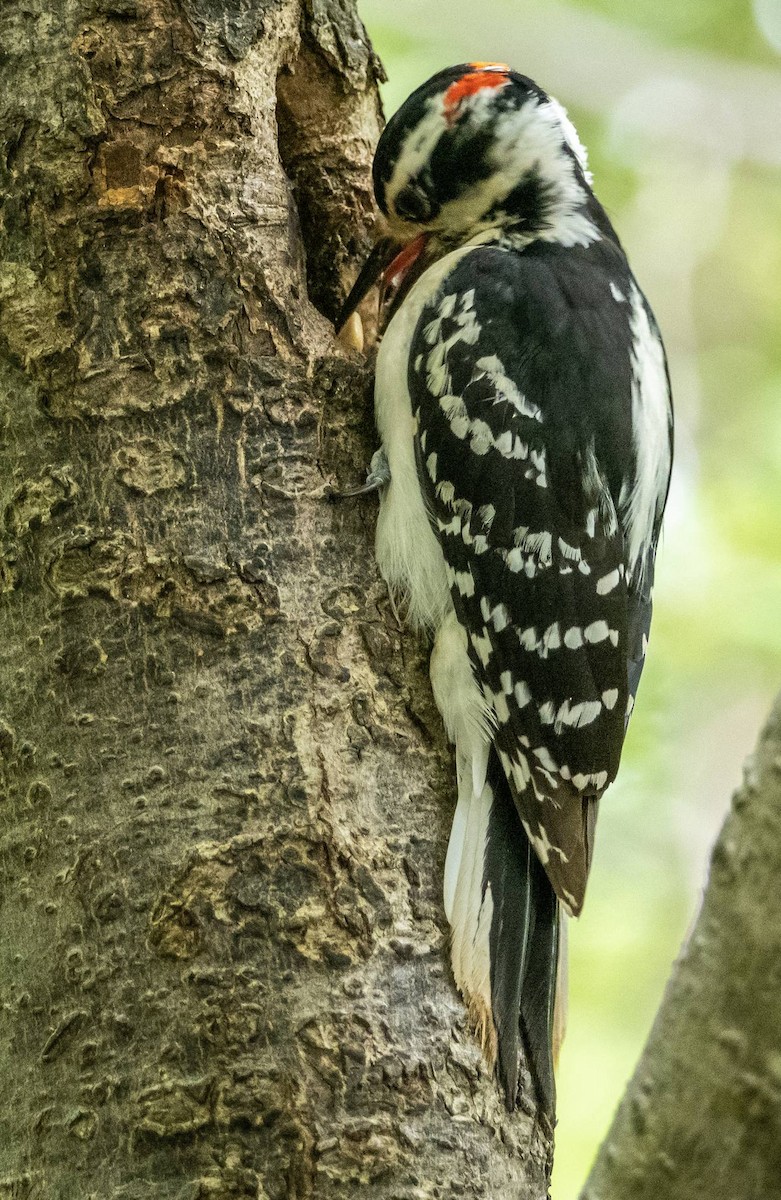Hairy Woodpecker - ML620381310