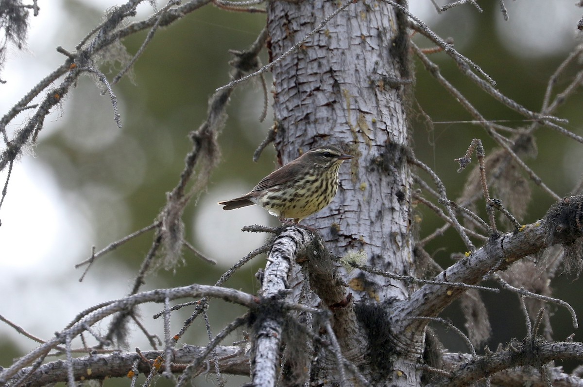 Northern Waterthrush - ML620381316