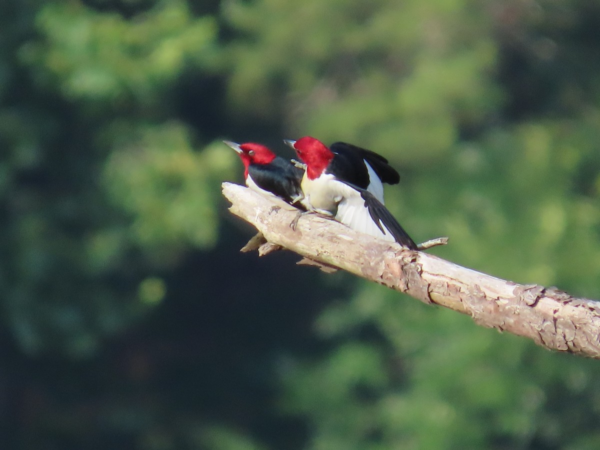 Red-headed Woodpecker - ML620381319