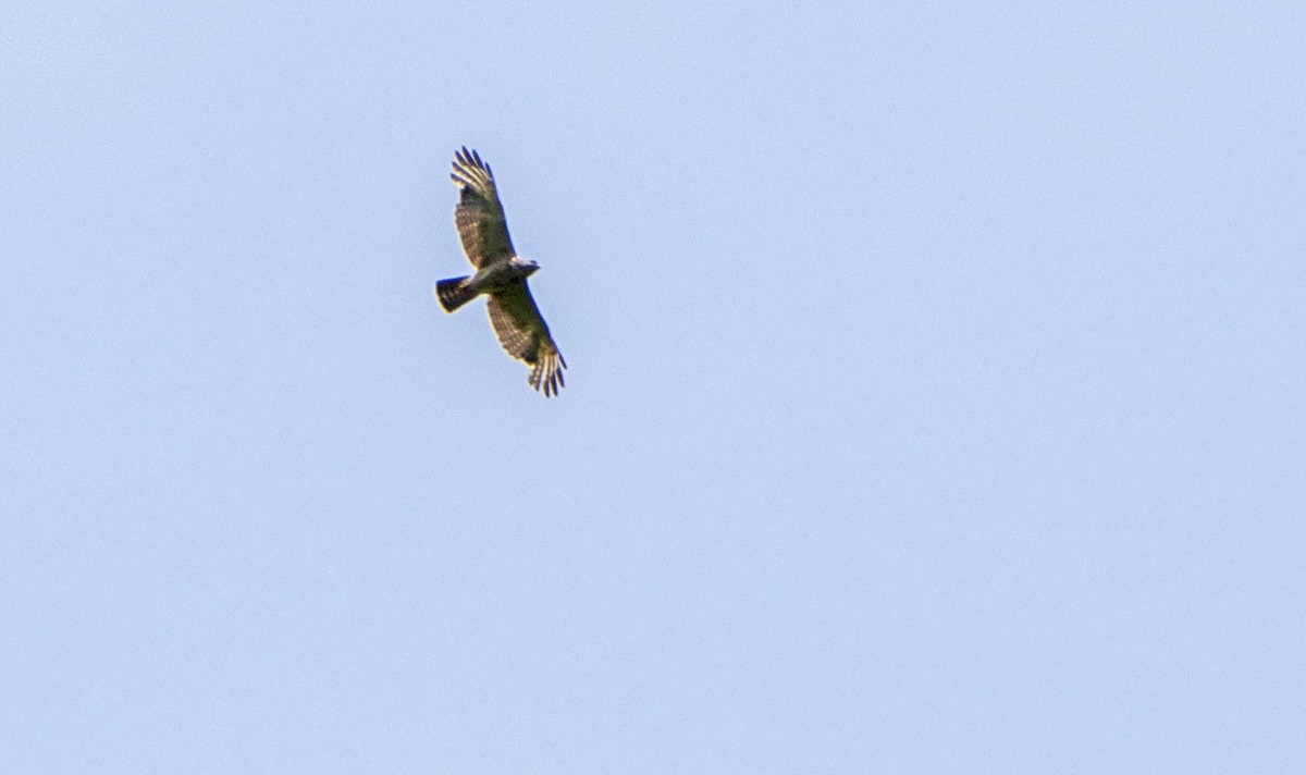 Broad-winged Hawk - ML620381327