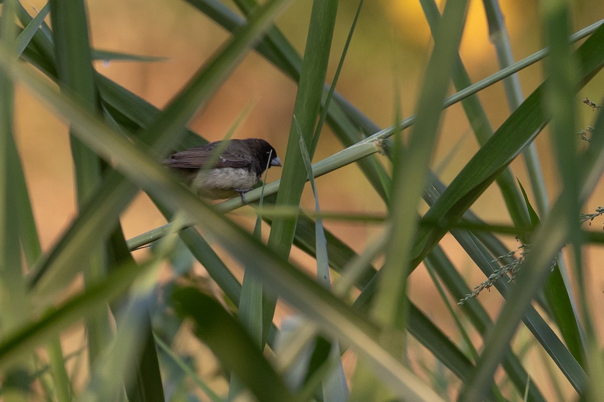 Yellow-bellied Seedeater - ML620381333