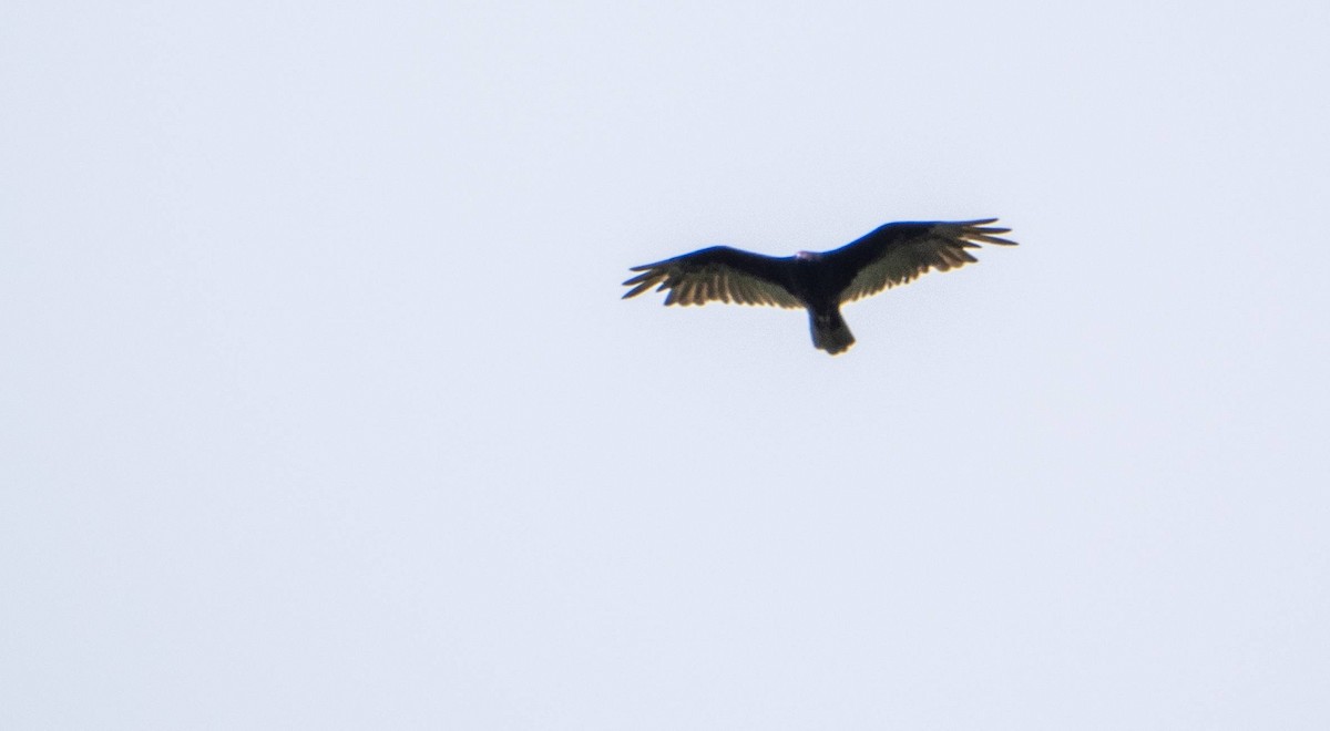 Turkey Vulture - ML620381349