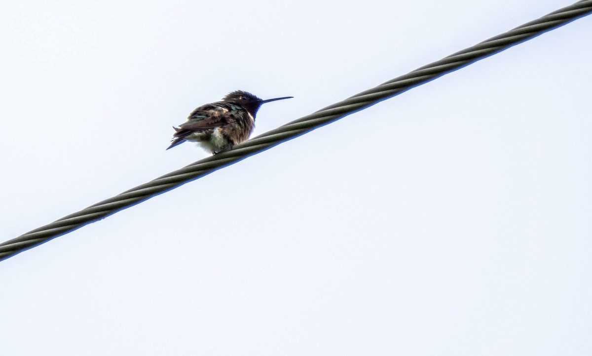 Ruby-throated Hummingbird - ML620381353