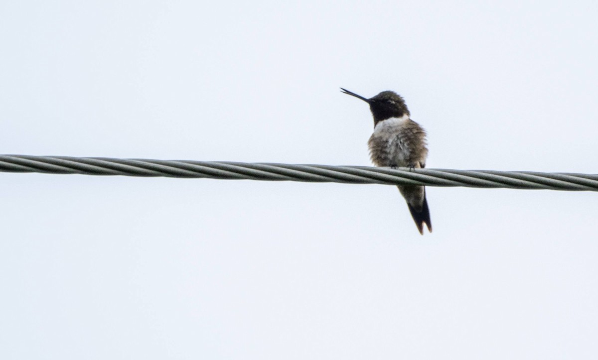 Ruby-throated Hummingbird - Matt M.