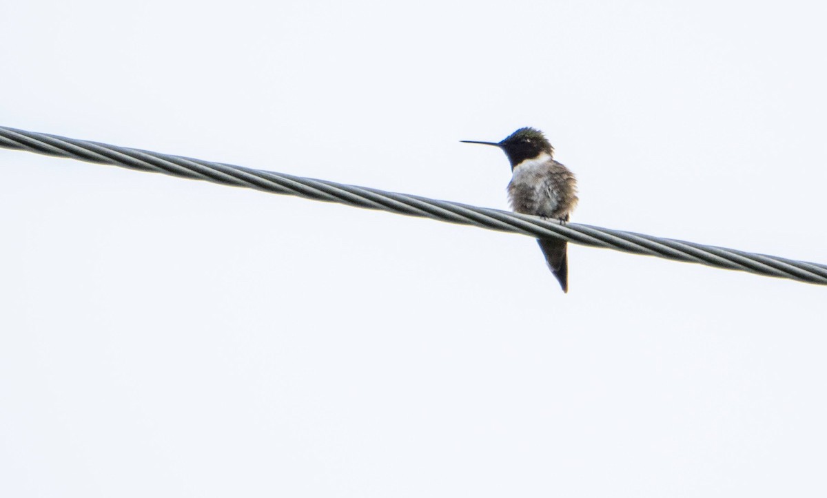Ruby-throated Hummingbird - Matt M.