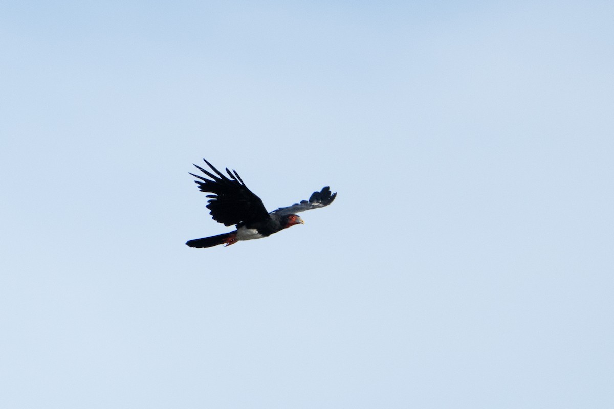 Caracara à gorge rouge - ML620381361