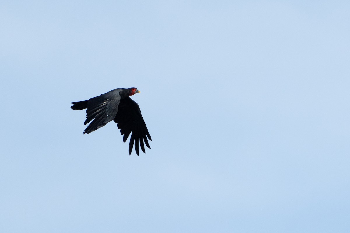 Caracara à gorge rouge - ML620381362