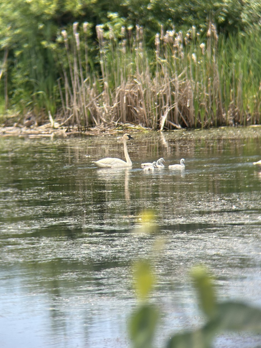 Trumpeter Swan - ML620381372