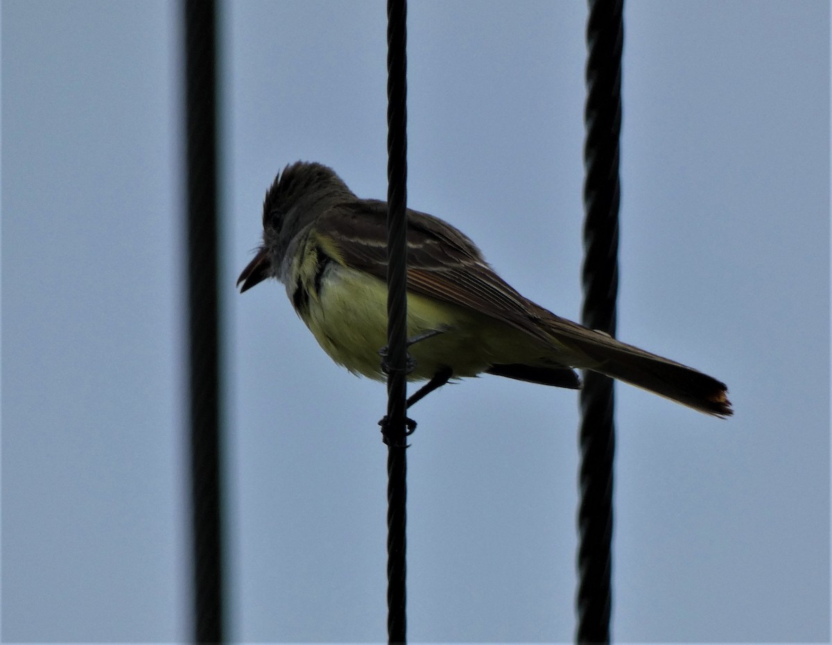 Great Crested Flycatcher - ML620381390