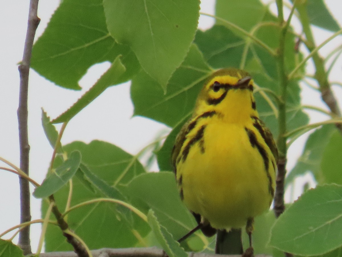 Prairie Warbler - ML620381400