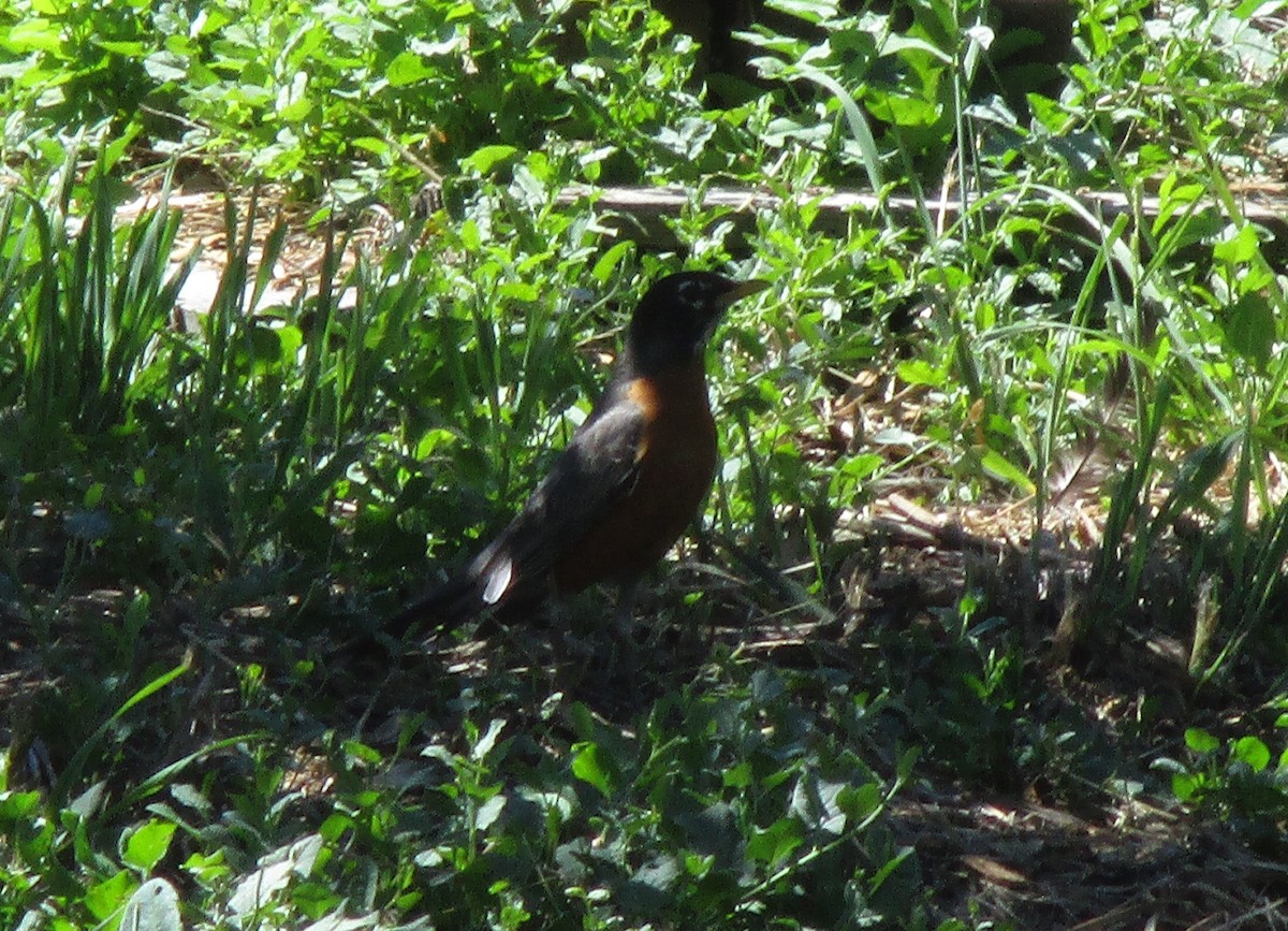 American Robin - ML620381430