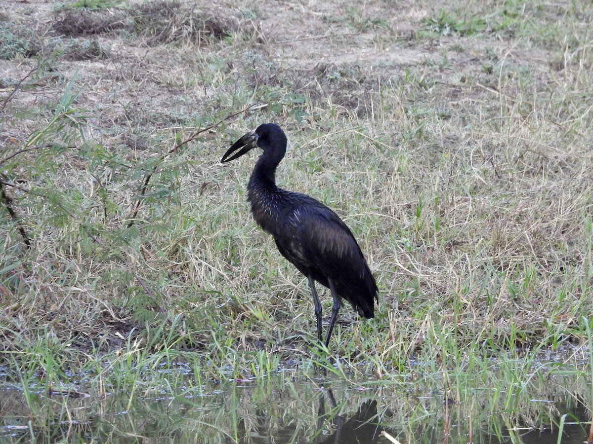 African Openbill - ML620381438