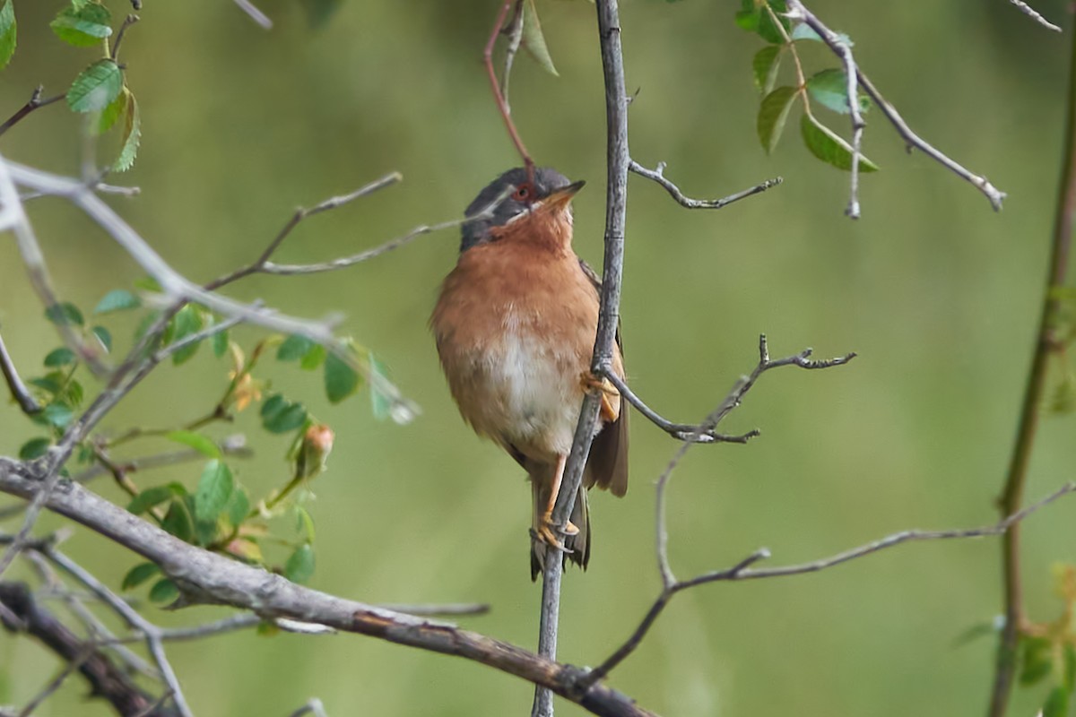 Txinbo papargorrizta iberiarra - ML620381439