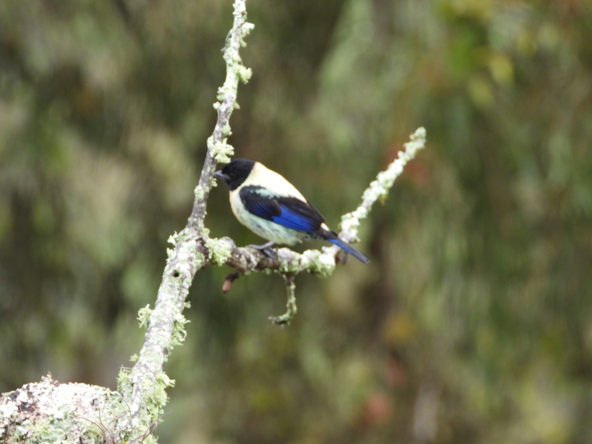 Black-headed Tanager - ML620381442