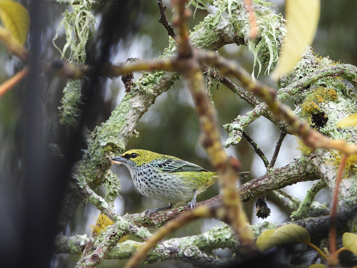 Speckled Tanager - ML620381457