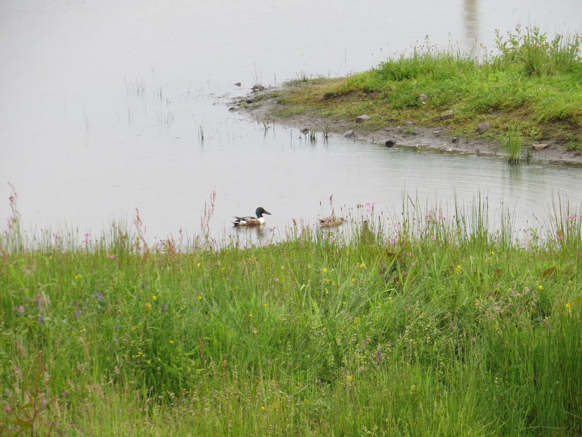 Canard souchet - ML620381458