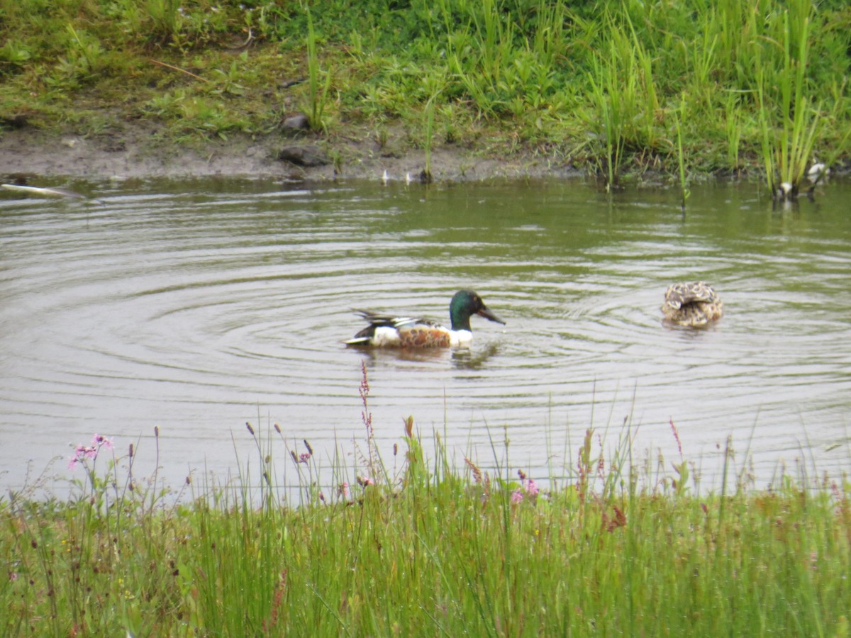 Northern Shoveler - ML620381459