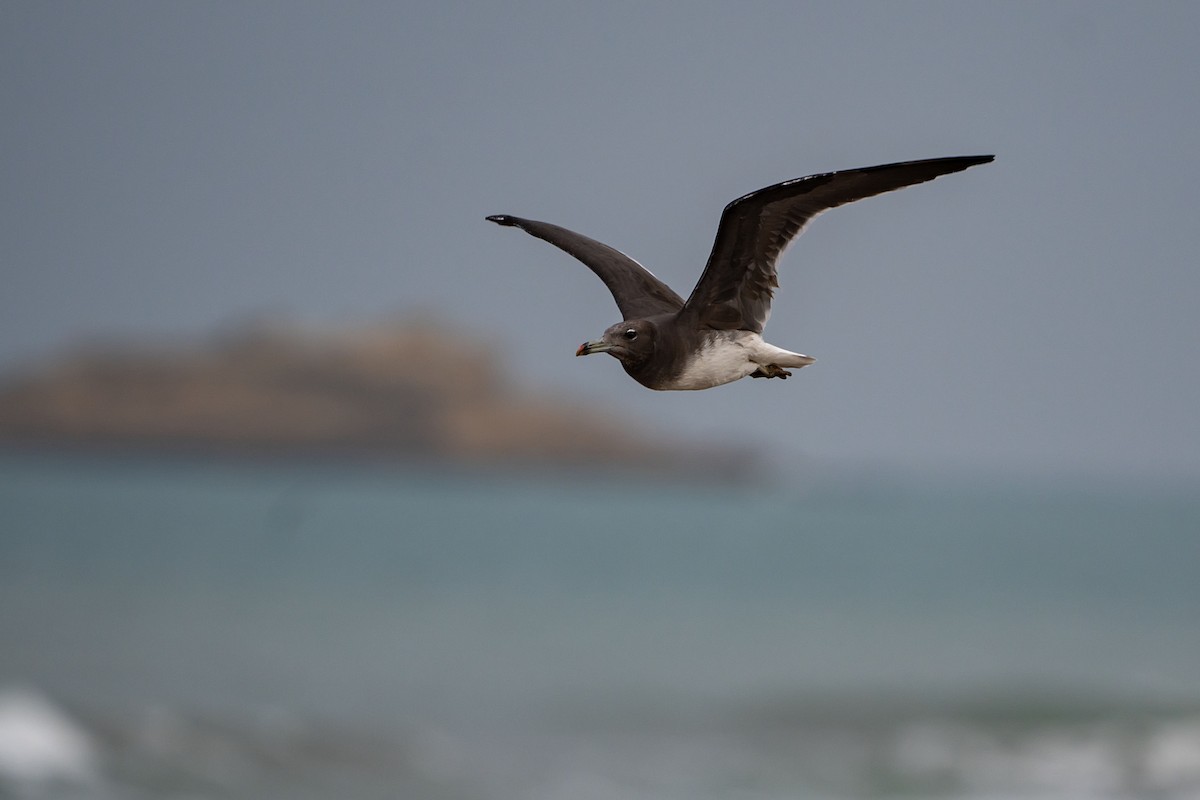 Sooty Gull - ML620381468