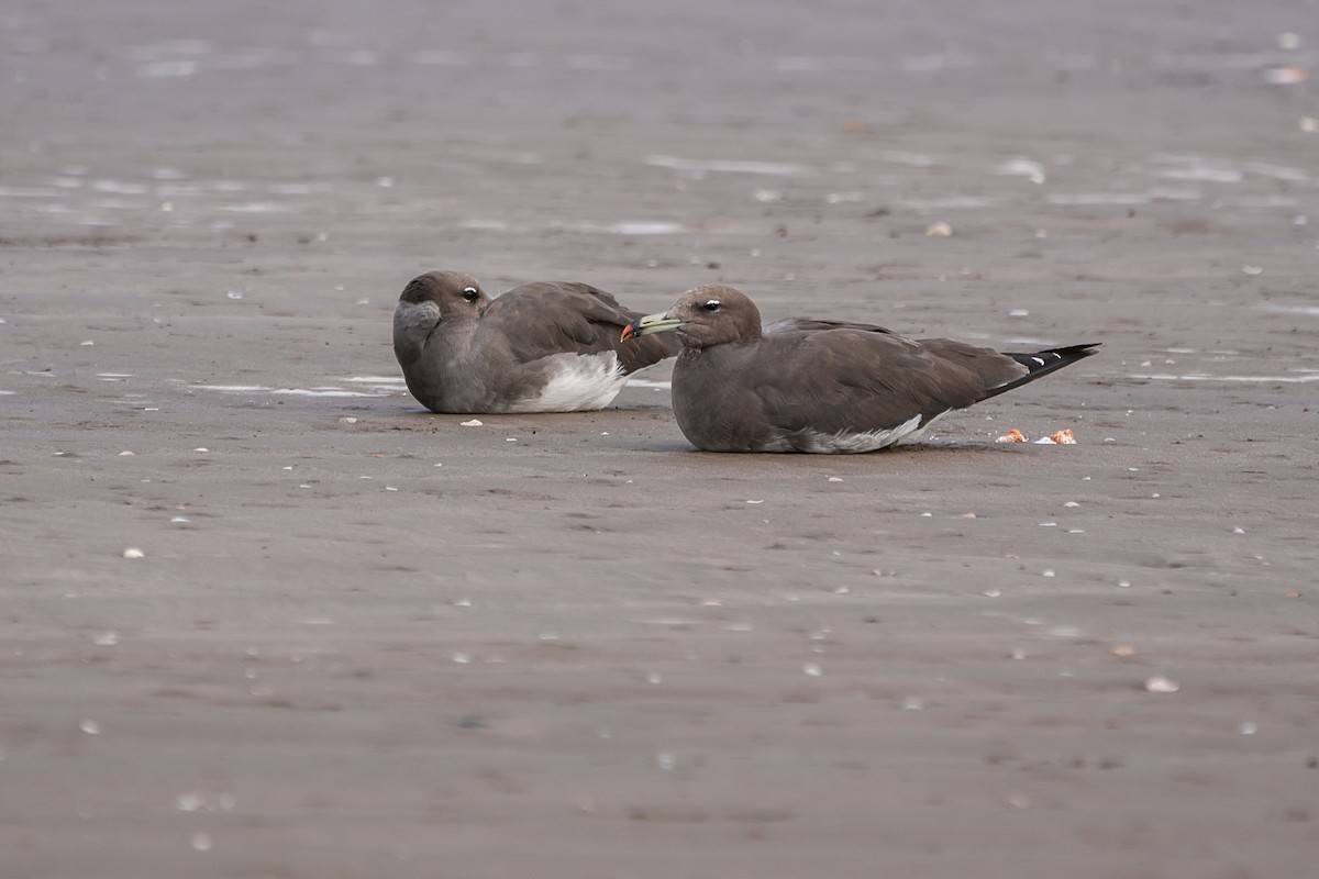 Sooty Gull - ML620381470