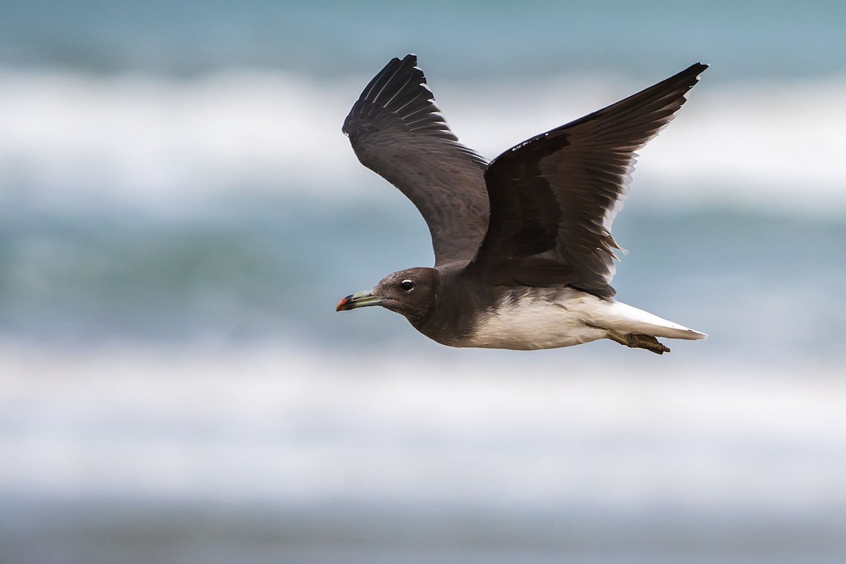 Sooty Gull - ML620381471