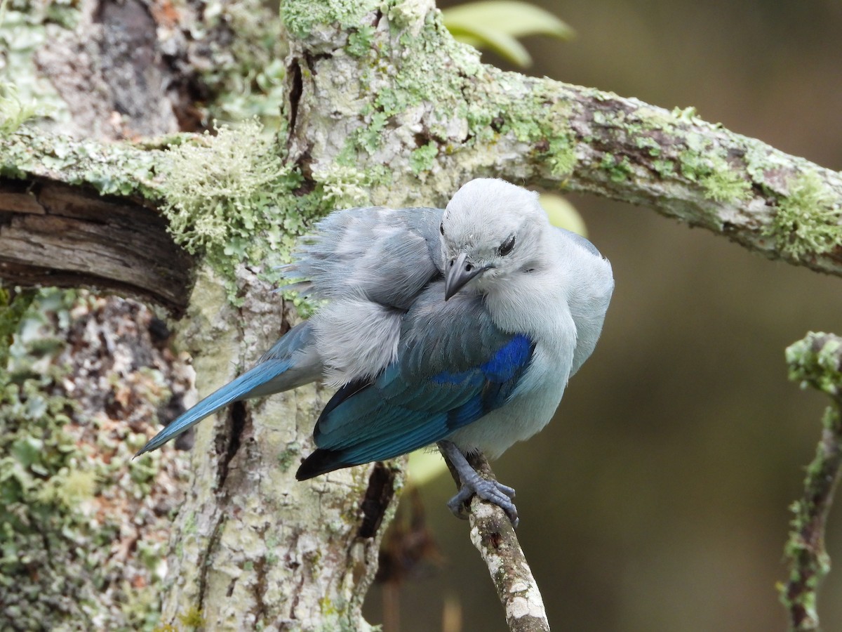 Blue-gray Tanager - ML620381479