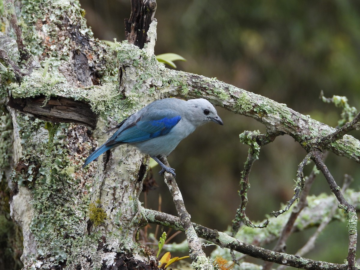 Blue-gray Tanager - ML620381480