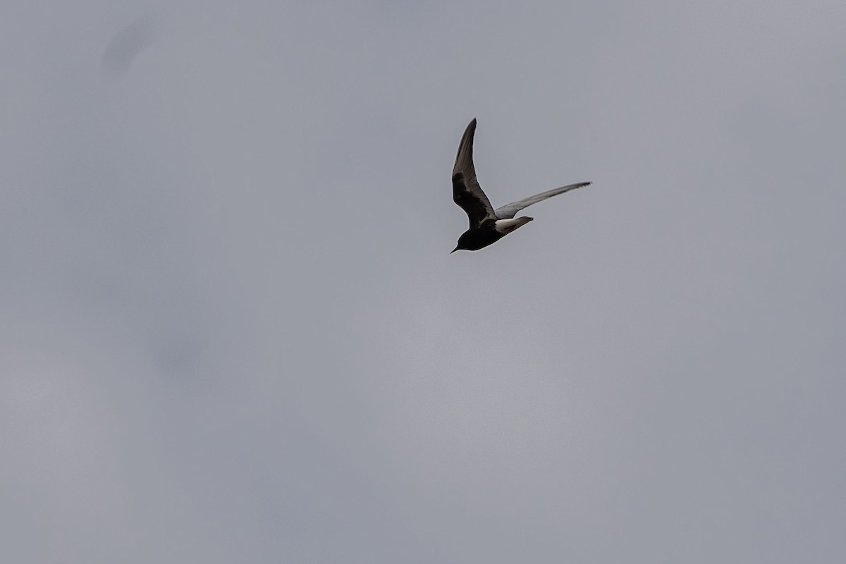 White-winged Tern - ML620381481