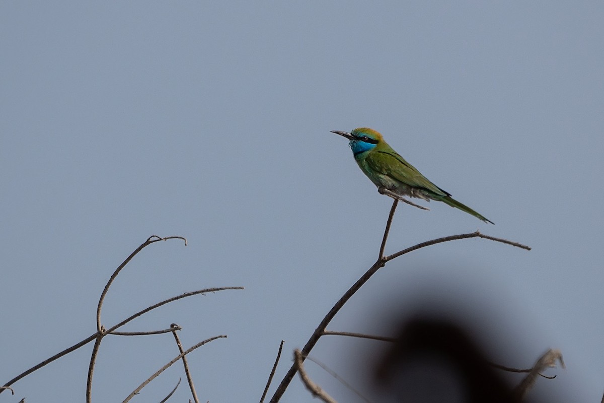 Arabian Green Bee-eater - ML620381488
