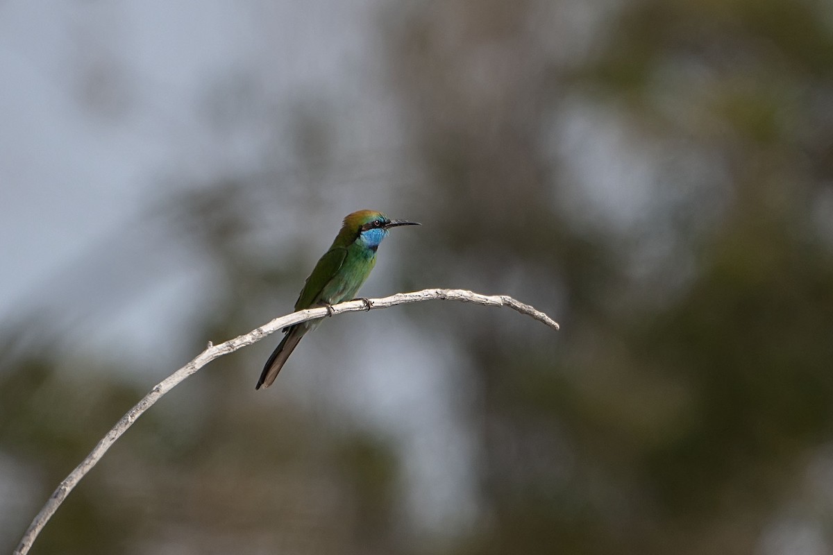 Arabian Green Bee-eater - ML620381489
