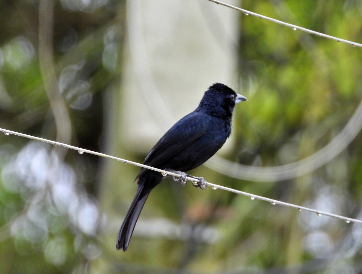 White-lined Tanager - ML620381497
