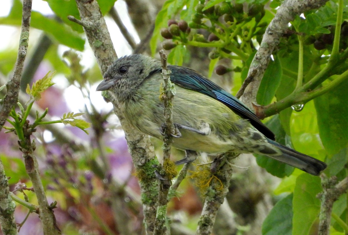 Black-headed Tanager - ML620381498