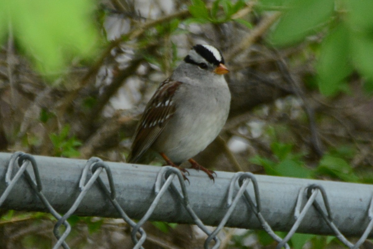 White-crowned Sparrow - ML620381499