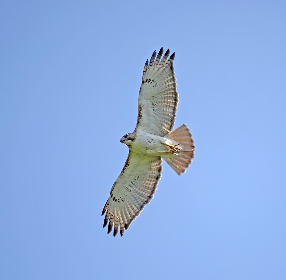 Red-tailed Hawk - Elizabeth Winter