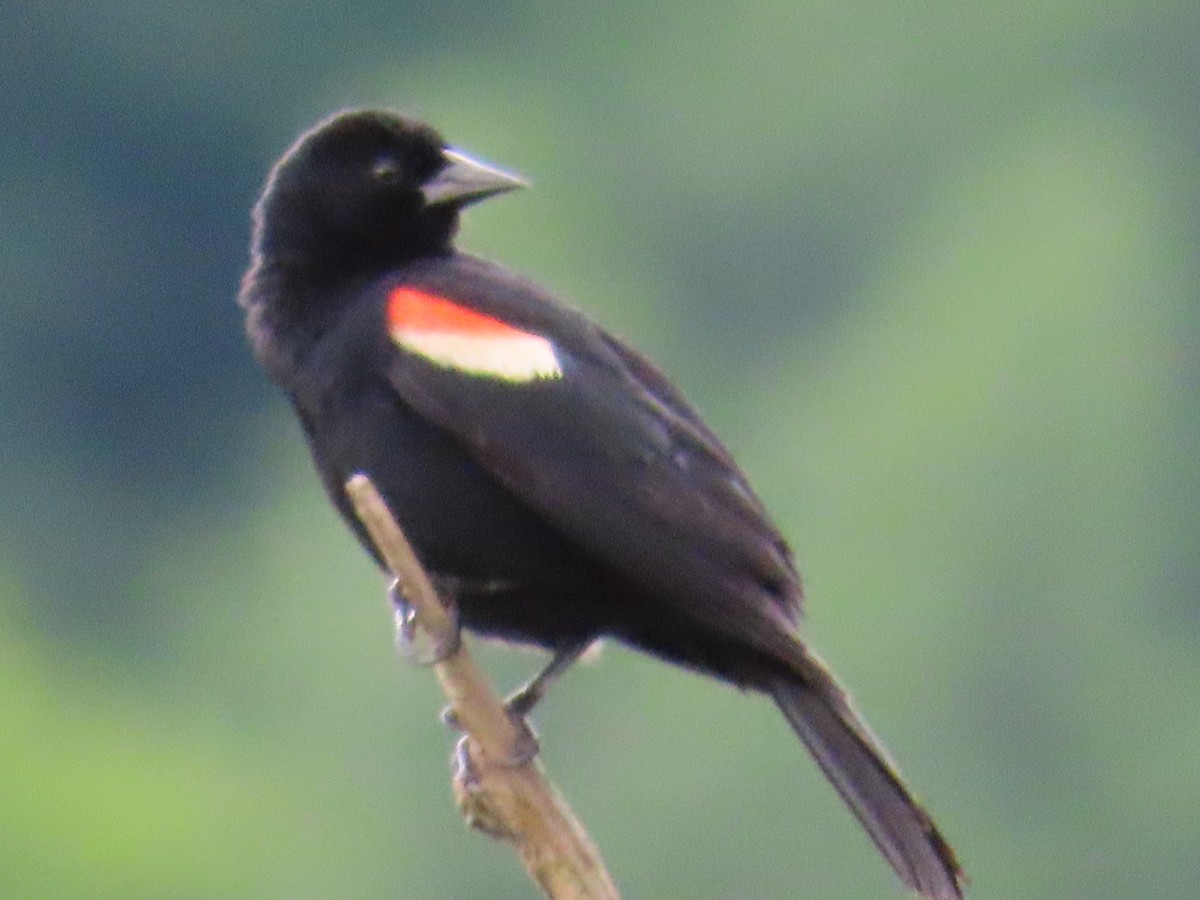 Red-winged Blackbird - ML620381504