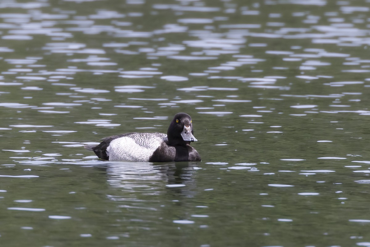 Lesser Scaup - ML620381508