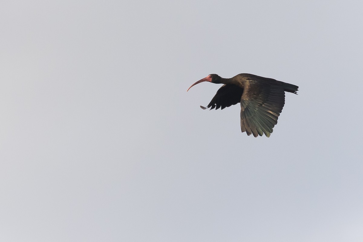 Bare-faced Ibis - ML620381524