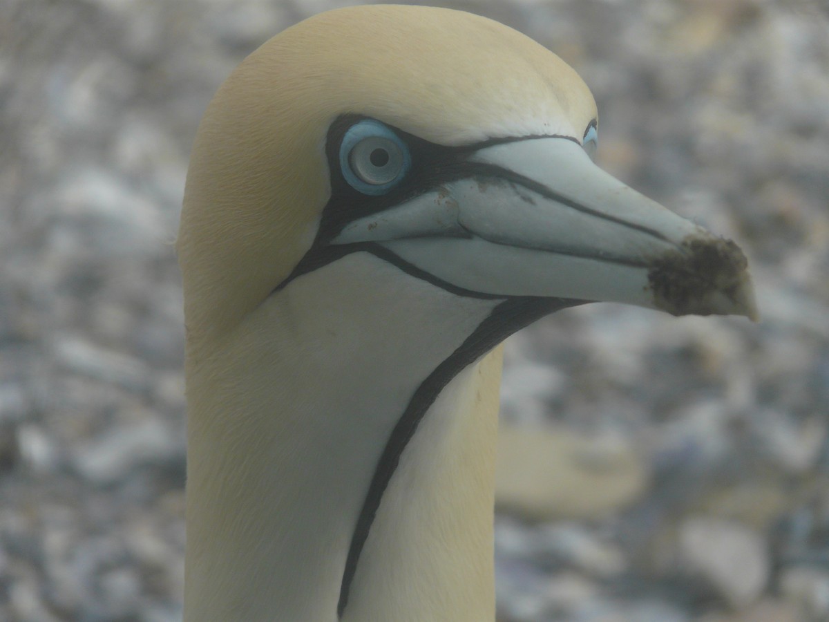 Cape Gannet - ML620381525