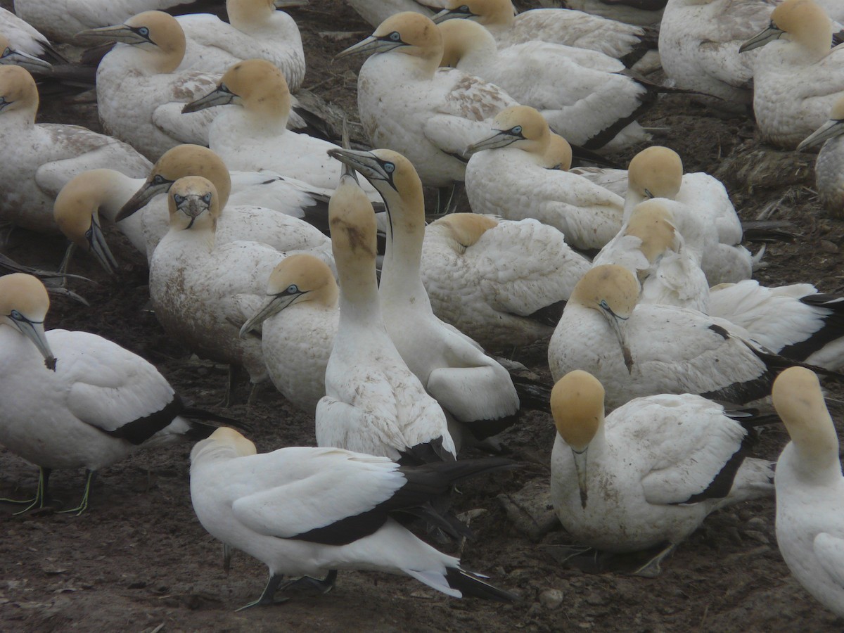 Cape Gannet - ML620381532