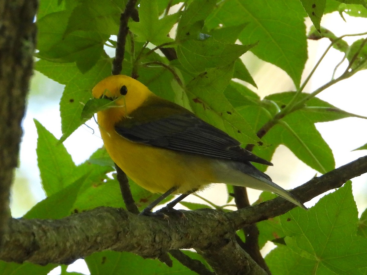 Prothonotary Warbler - ML620381550