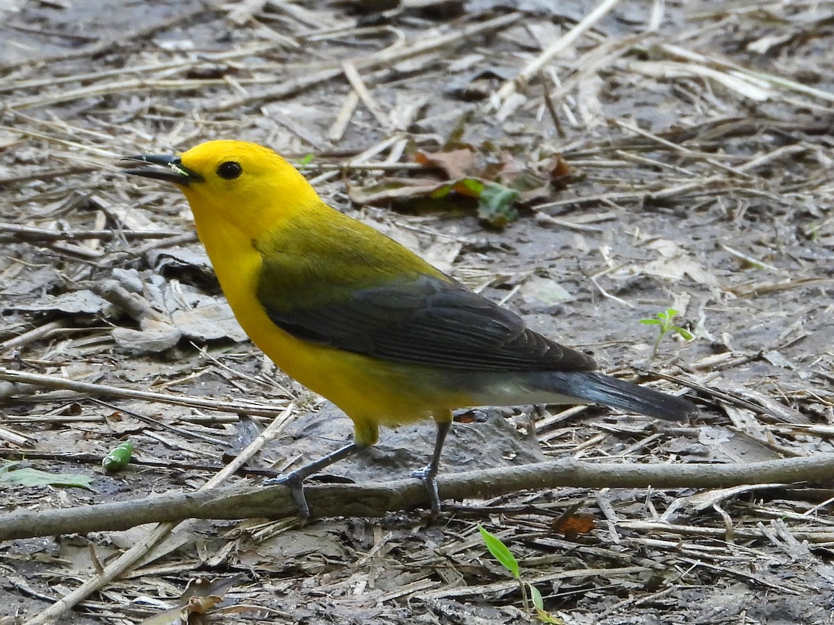 Prothonotary Warbler - ML620381551