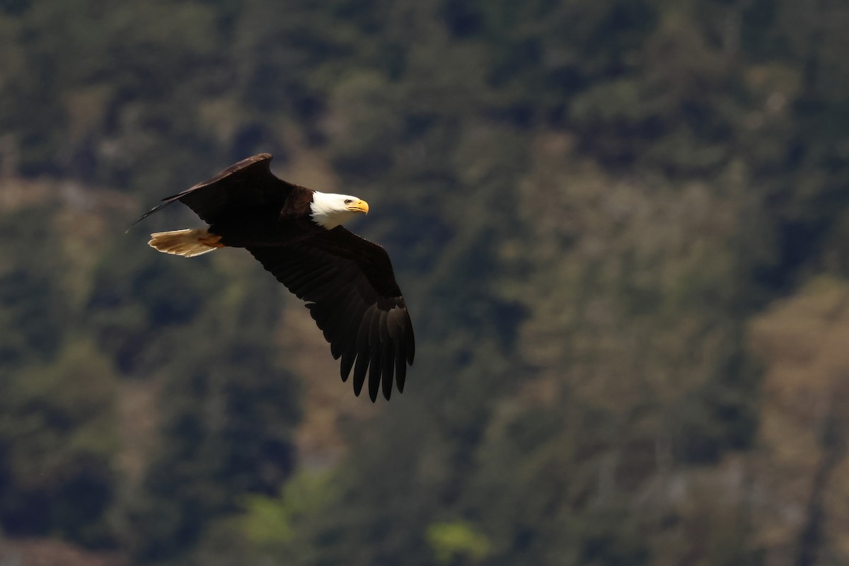 Bald Eagle - ML620381553